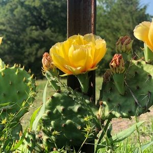 Meet your Posher, Ali